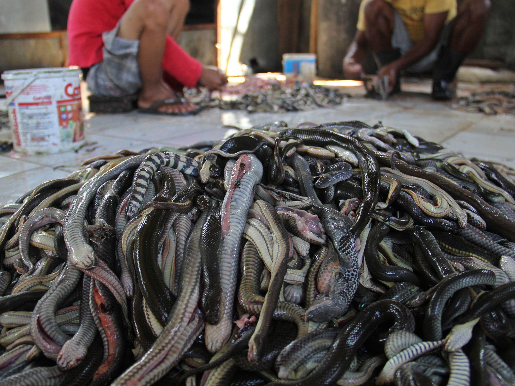 Workers prepare snake skins in the village of Kertasura, Cirebon. At slaughter house snake skins measuring in the hundreds of metres, are sold to bag factories in the West and Central Java provinces on a monthly basis
