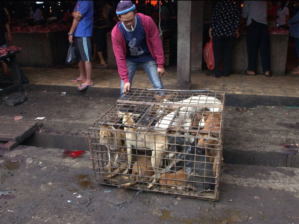 Roasted dogs at Tomohon Market in Indonesia