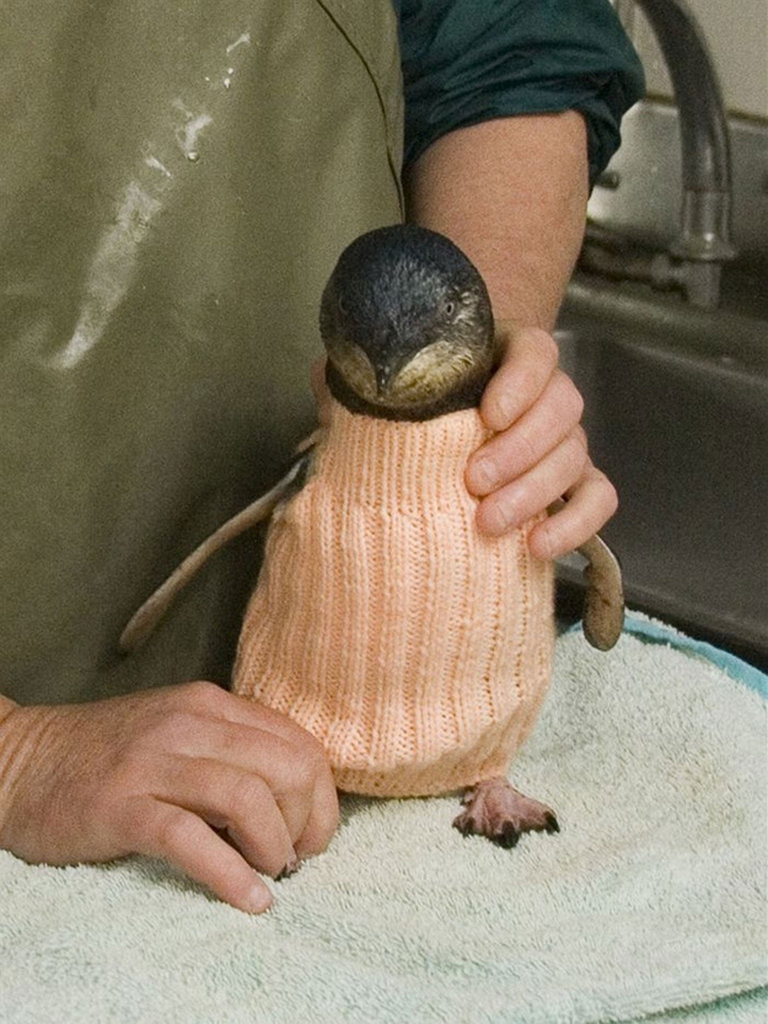 penguins wearing sweaters