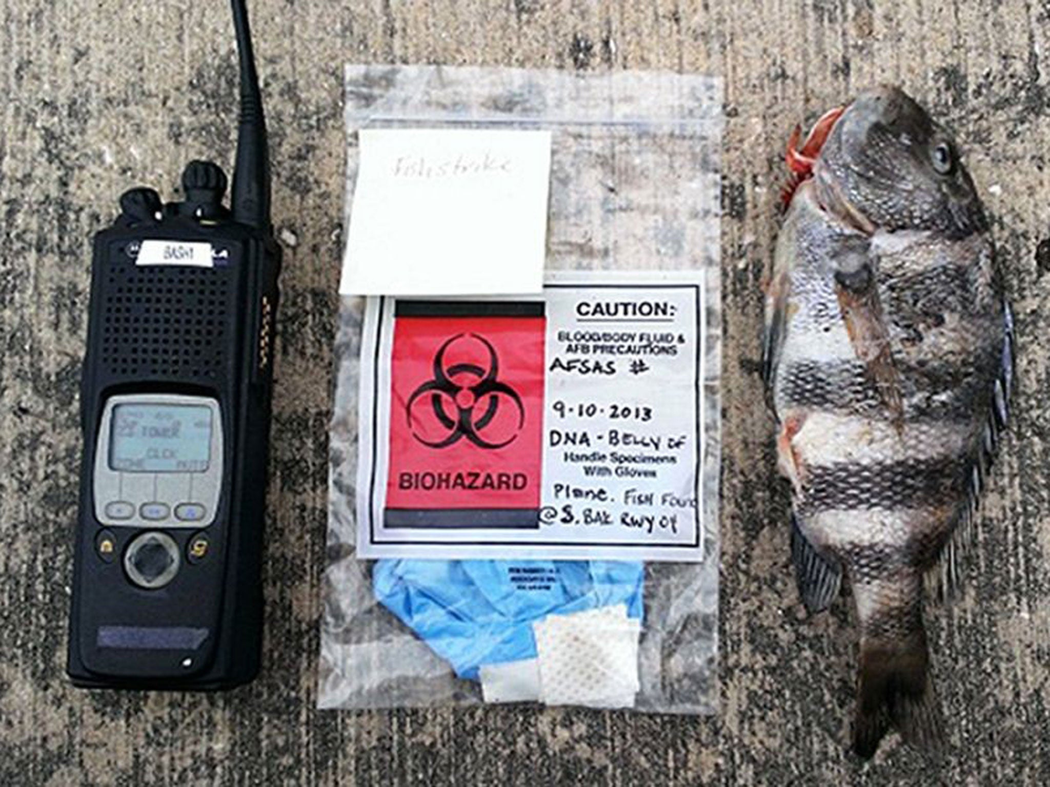 The sheepshead fish is shown on a runway along with a biohazard bag and radio for scale
