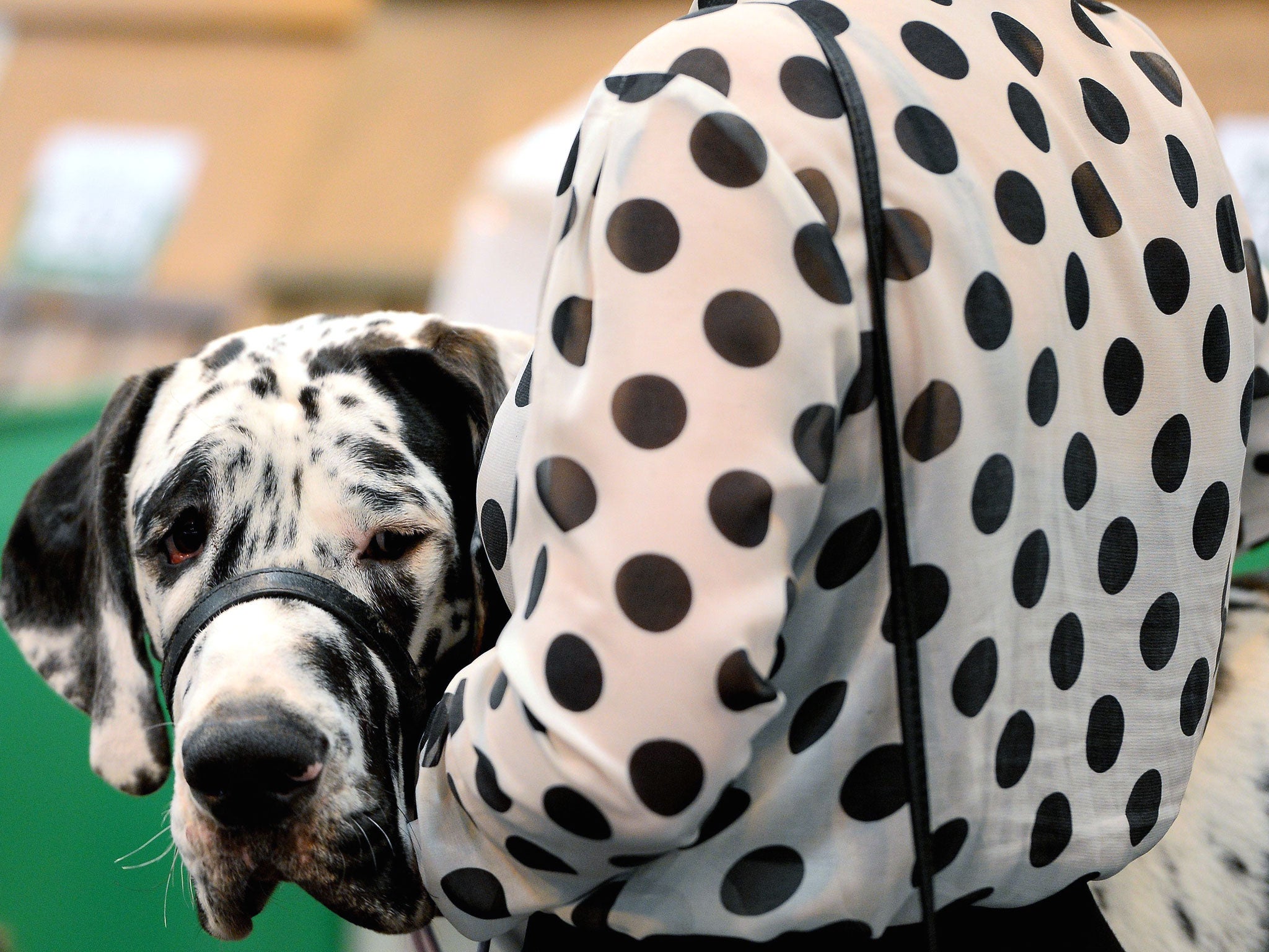 A dog owner with a matching spotty shirt holds her dog during the first day of Crufts in Birmingham. Crufts dog show is the largest show of its kind in the world, the annual four-day event, features thousands of dogs, with competitors travelling from cou