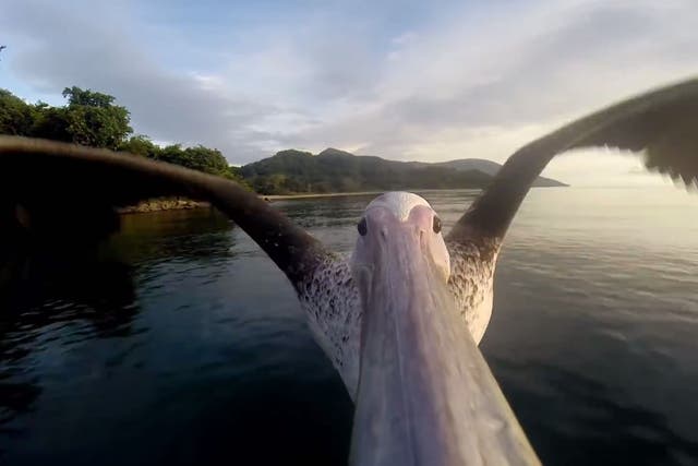 A camera strapped to an injured bird's beak captures the moment it takes off for a triumphant return to the skies