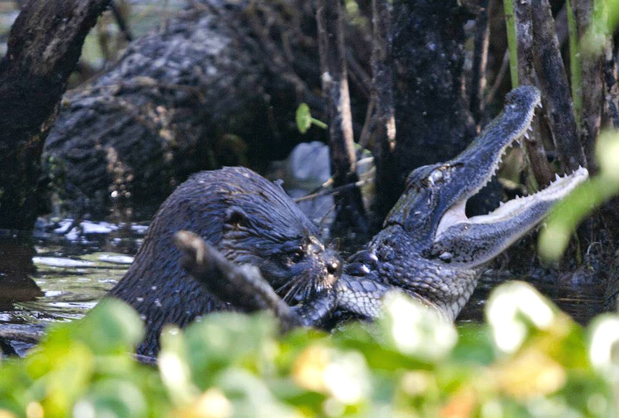 An otter takes on an alligator in De Leon Springs, Florida