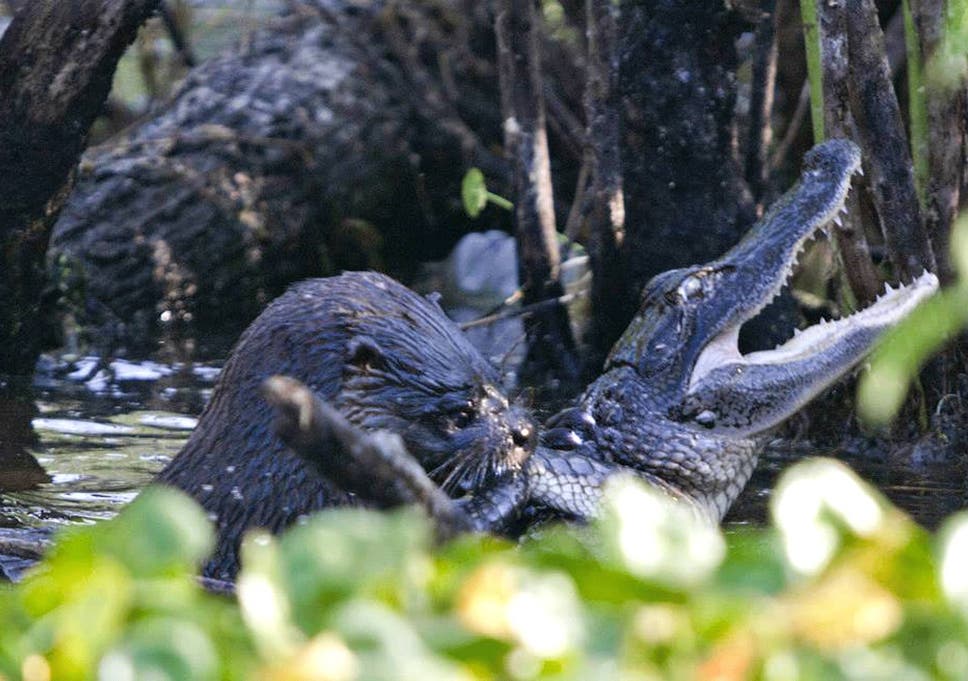 Can You Own An Otter In Florida Otter Of Nightmares Preys On Alligator The Independent