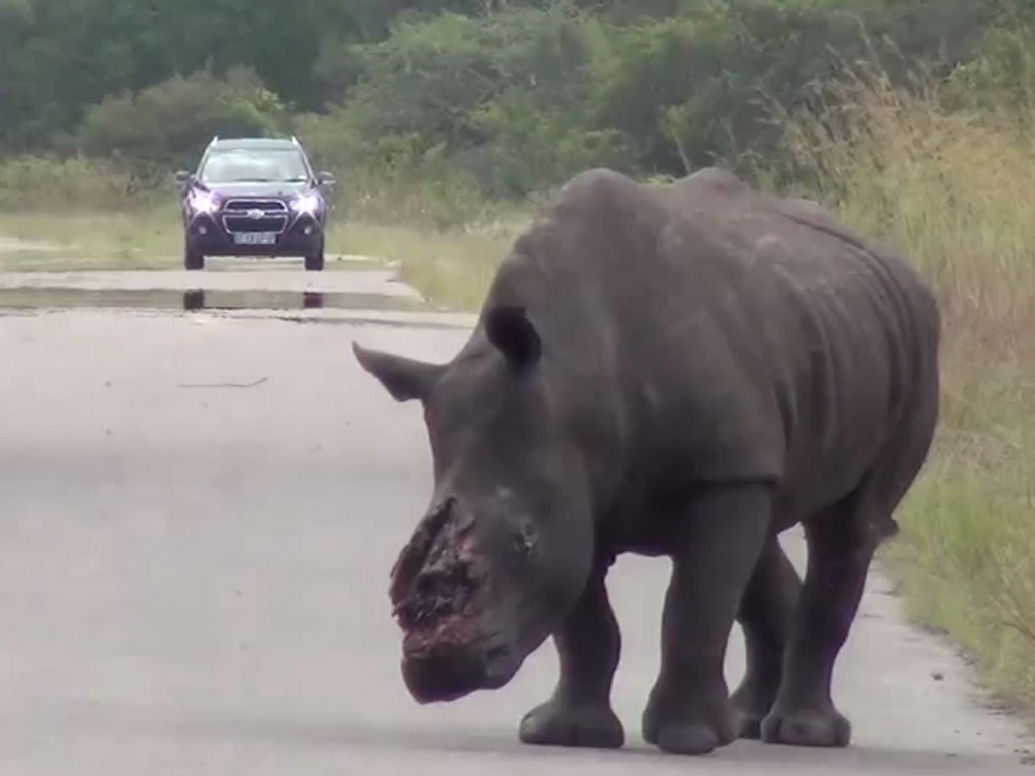 Visitors to the Kruger park uploaded footage of the mortally-wounded white rhino to YouTube, but it took five days before rangers could track it down and put it out of its misery