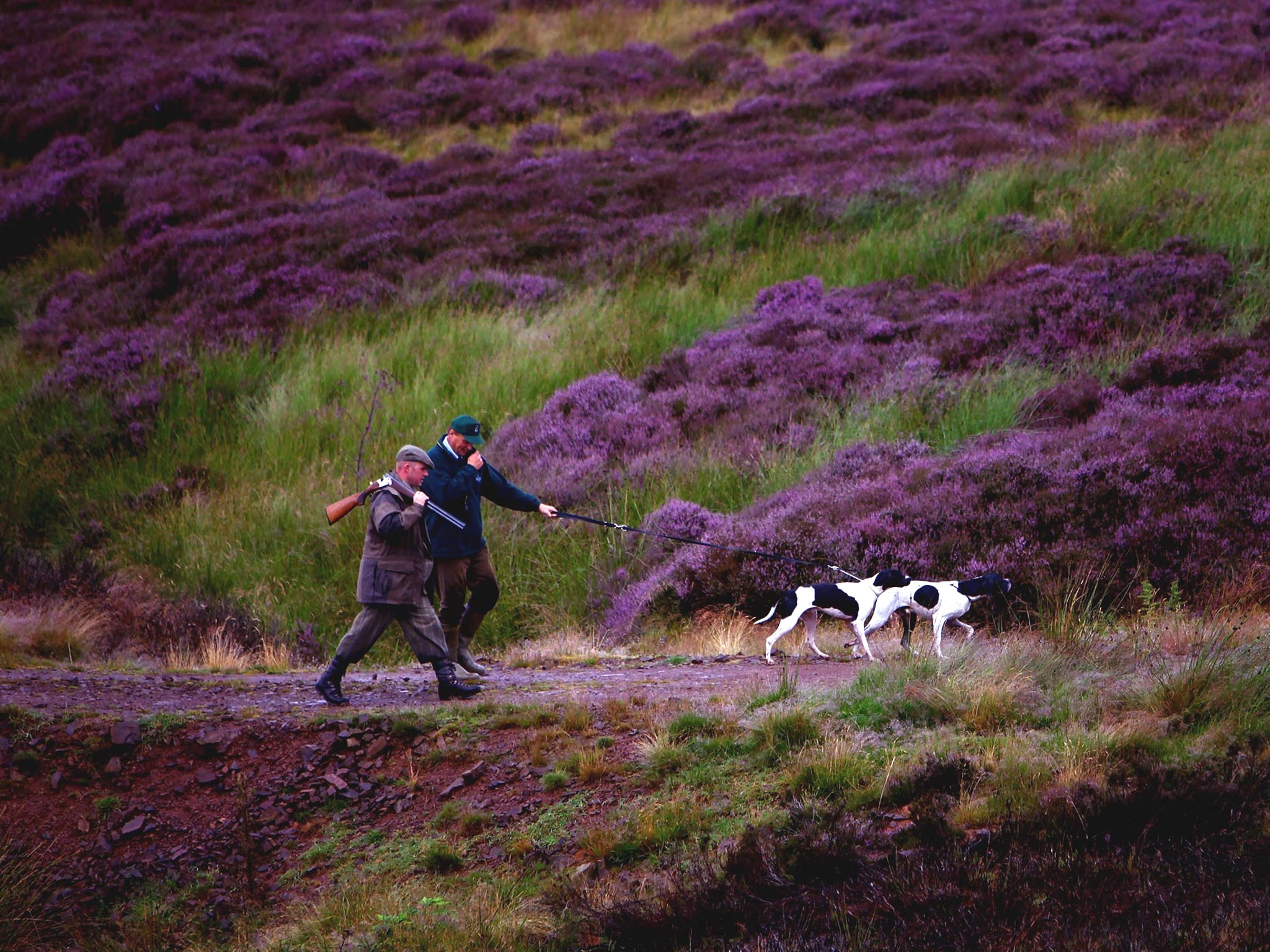 Grousekeepers in the Scottish Borders check the state of the moors before the shooting season