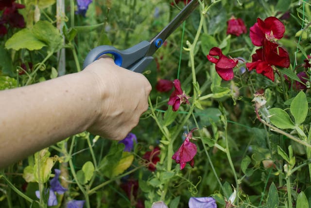 Once a garden sweet-pea plant is in full flowering flow, there's no stopping it