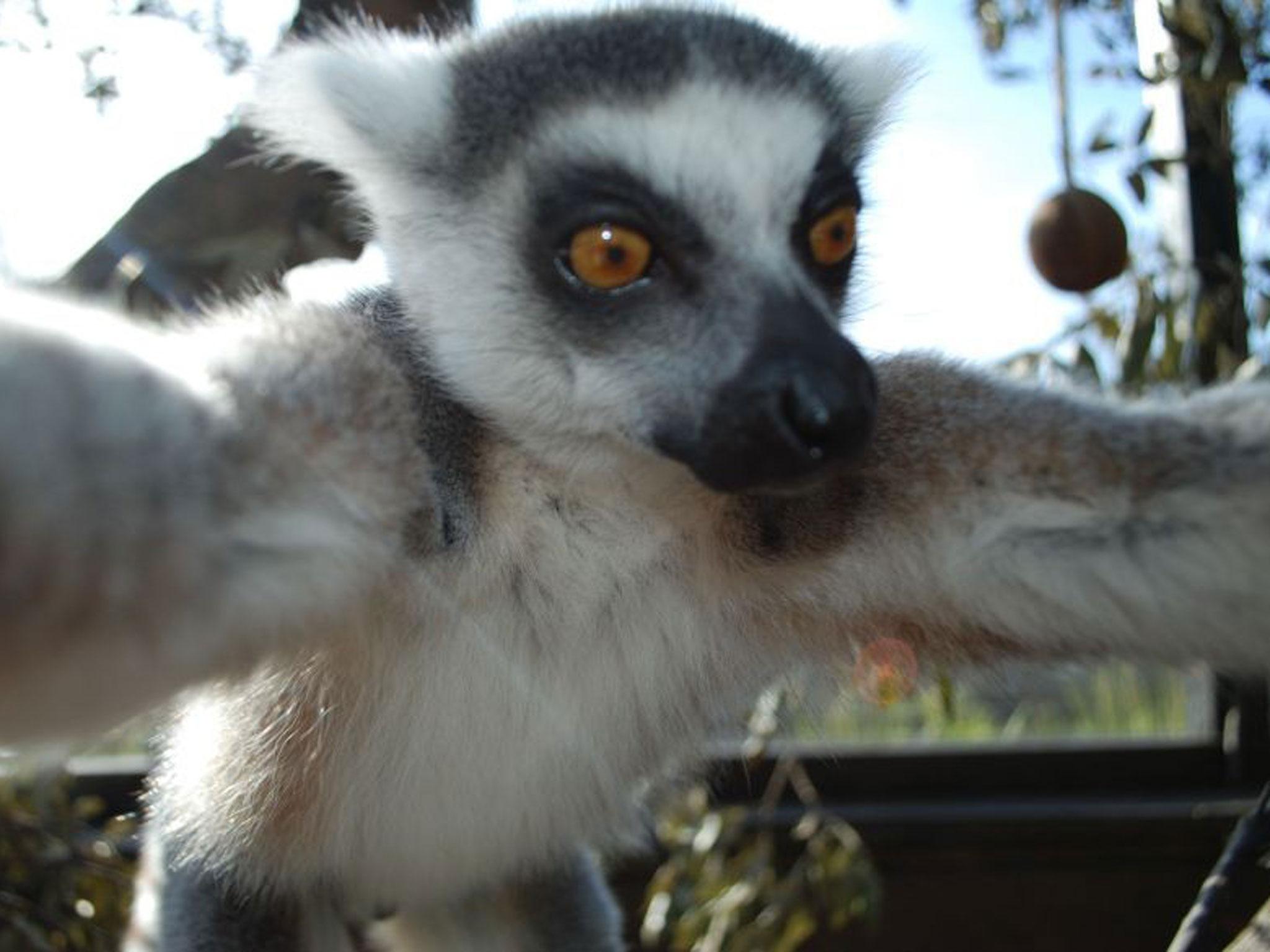 Ring-tailed lemurs, like Bekily seen here at London zoo, are facing extinction in the wild