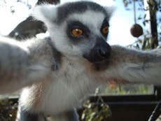 Say cheese! Lemur takes a selfie at London Zoo