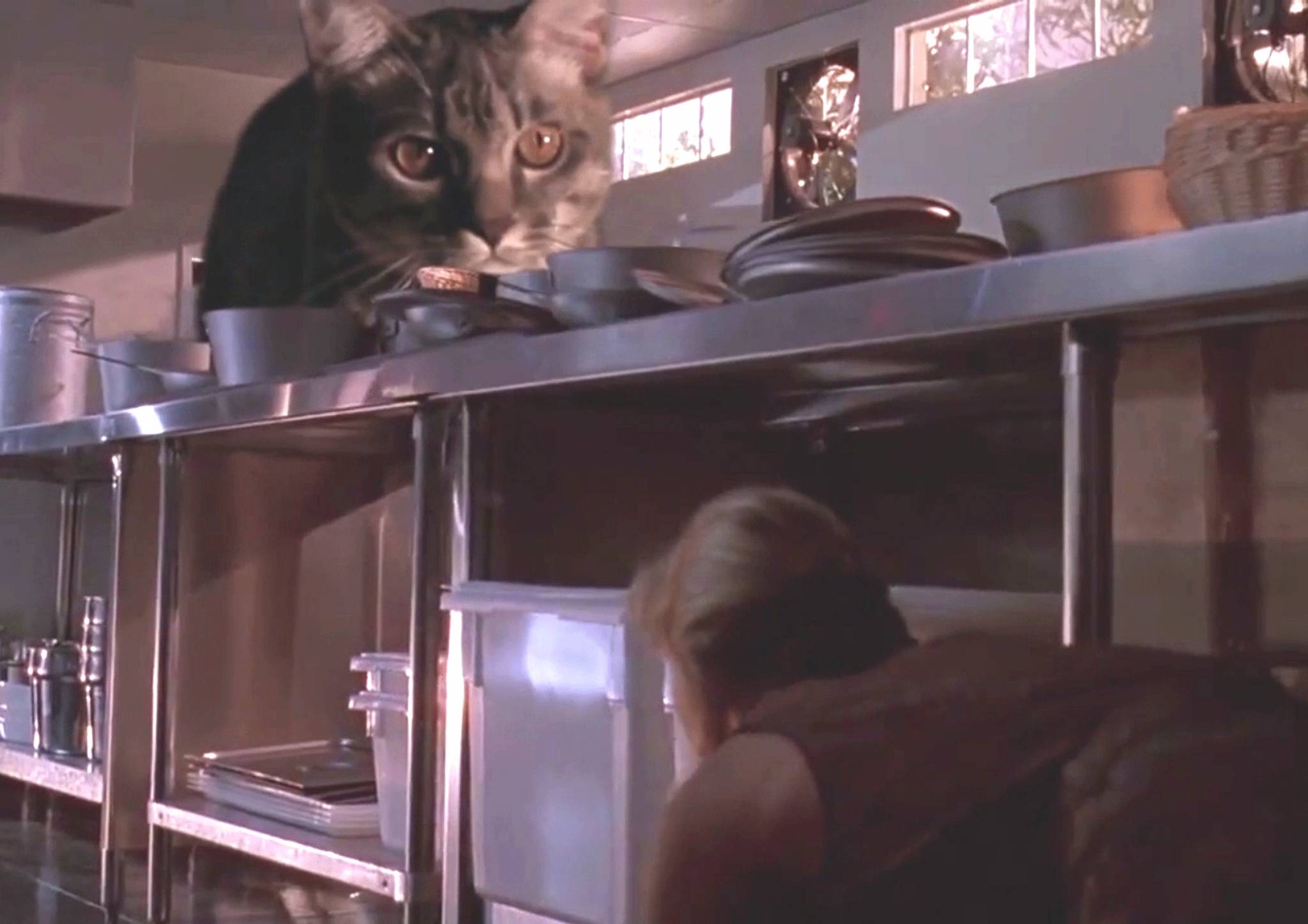 Cats shun cat flap for the kitchen door