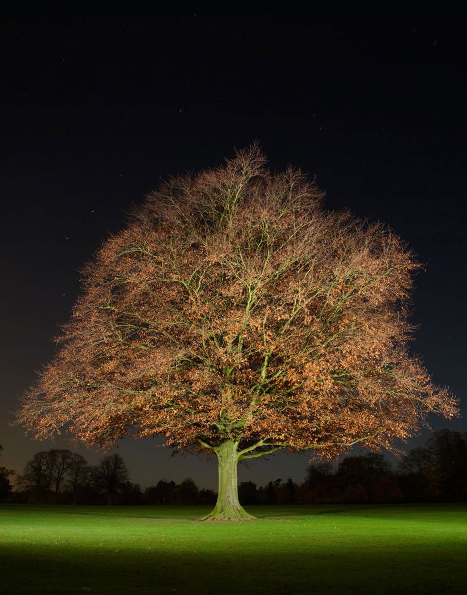 A copper beech tree - part of Jean-Luc Brouard's series of night-time tree portraits, 'Nocturnal Arboreal'