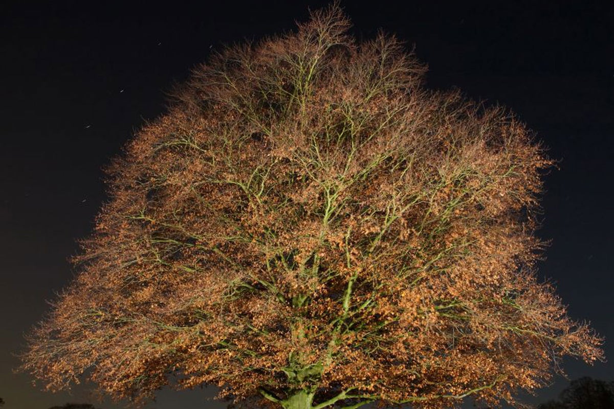 Can our trees be saved from big timber, rampant disease and global ...