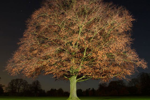 A copper beech tree - part of Jean-Luc Brouard's series of night-time tree portraits, 'Nocturnal Arboreal'