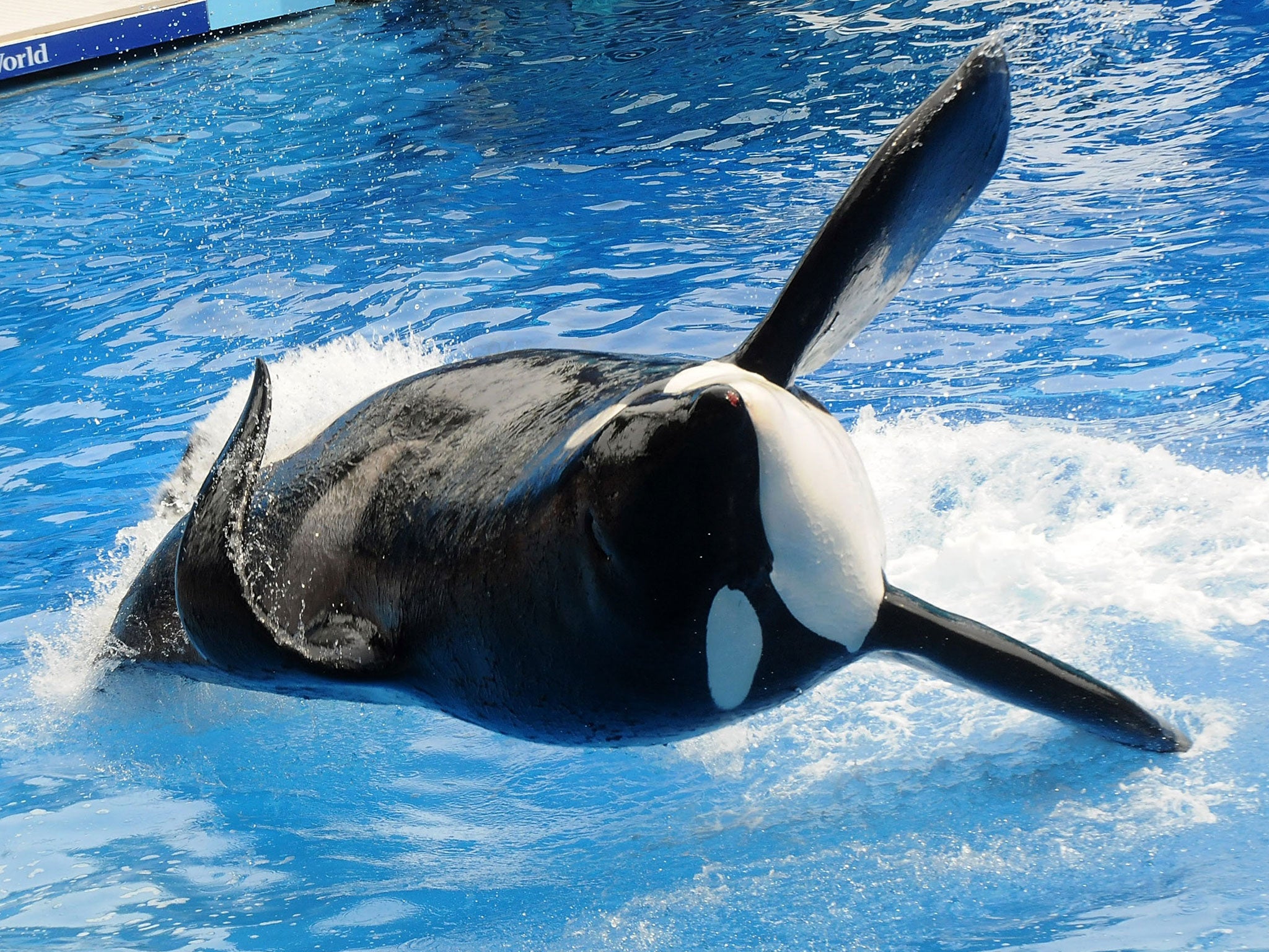Killer whale 'Tilikum' appears during a performance in his show 'Believe' at Sea World in Orlando, Florida. Tilikum has been involved in the deaths of three people during his time in captivity since 1991