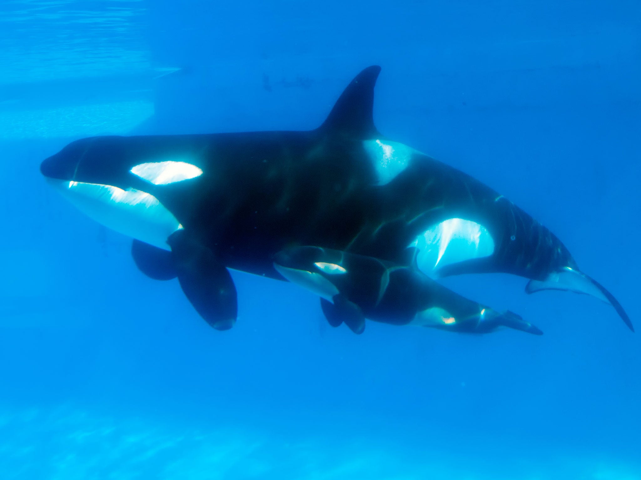 A mother and baby killer whale swim together at SeaWorld, San Diego.