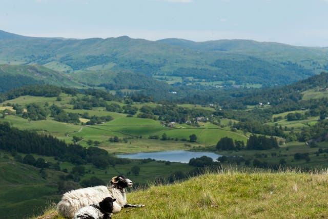 Ewe view: Sheep in the Cumbrian uplands - but  not for long if George Monbiot has his way
