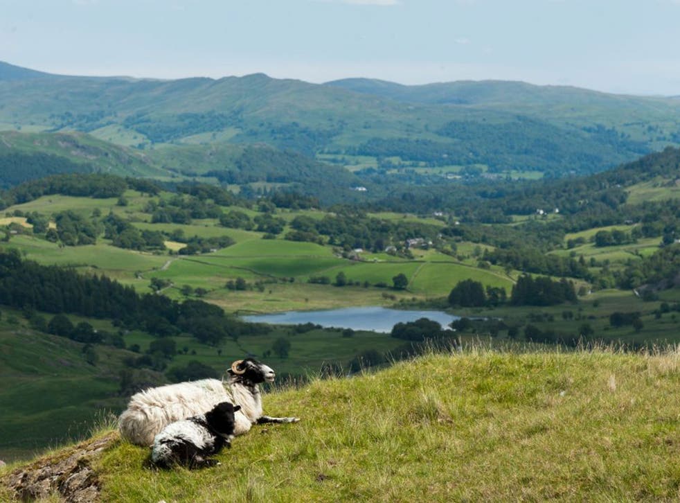 Ewe view: Sheep in the Cumbrian uplands - but  not for long if George Monbiot has his way