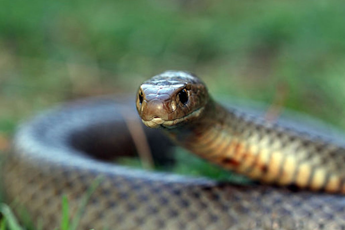 Cyclist bitten by one of the world’s most venomous snakes