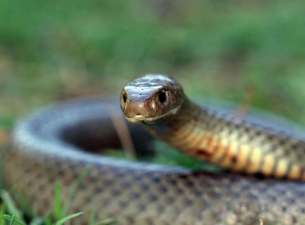 An eastern brown snake, the second-most venomous type in the world