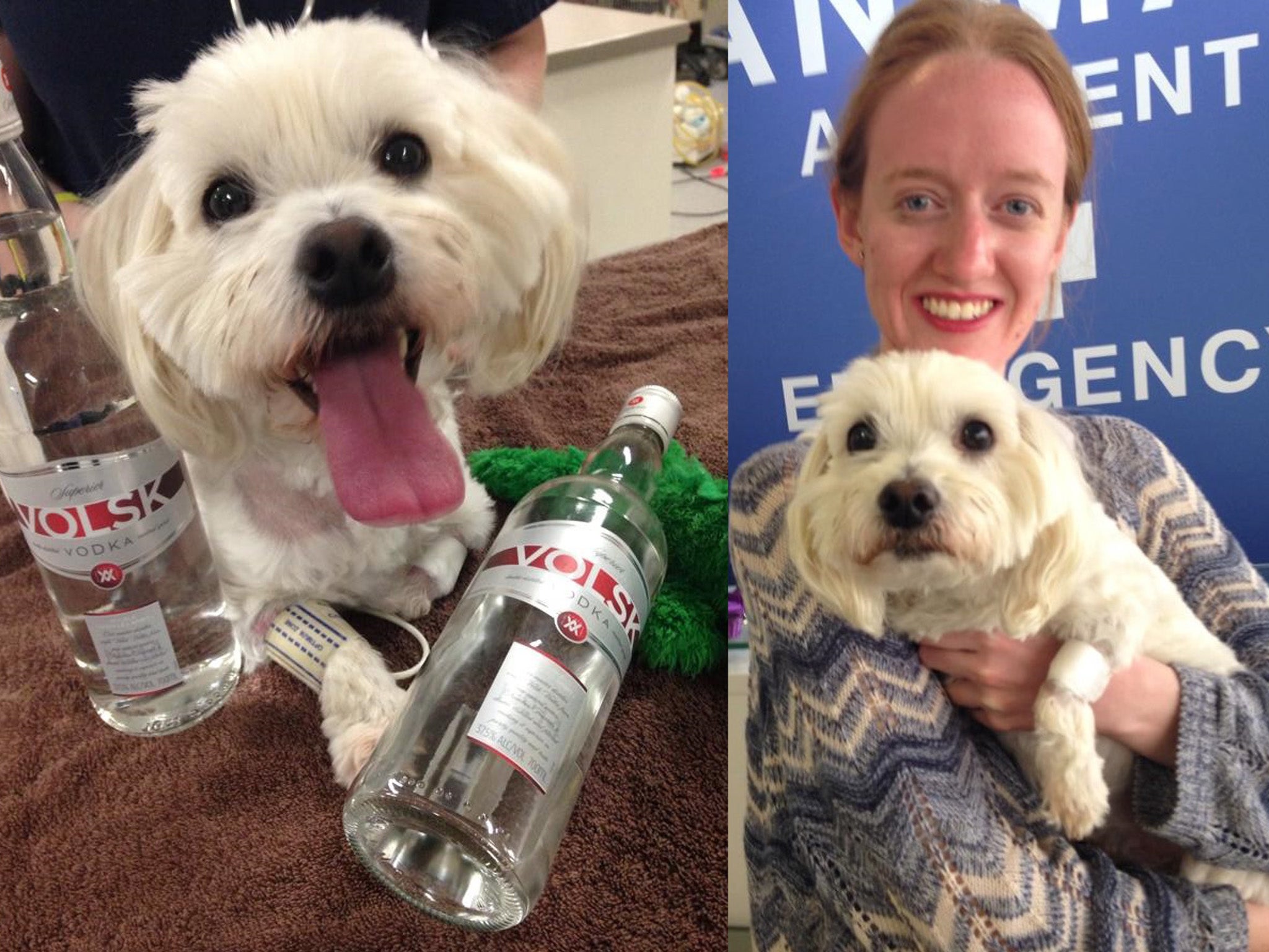 The Maltese terrier was left with a killer hangover following the treatment