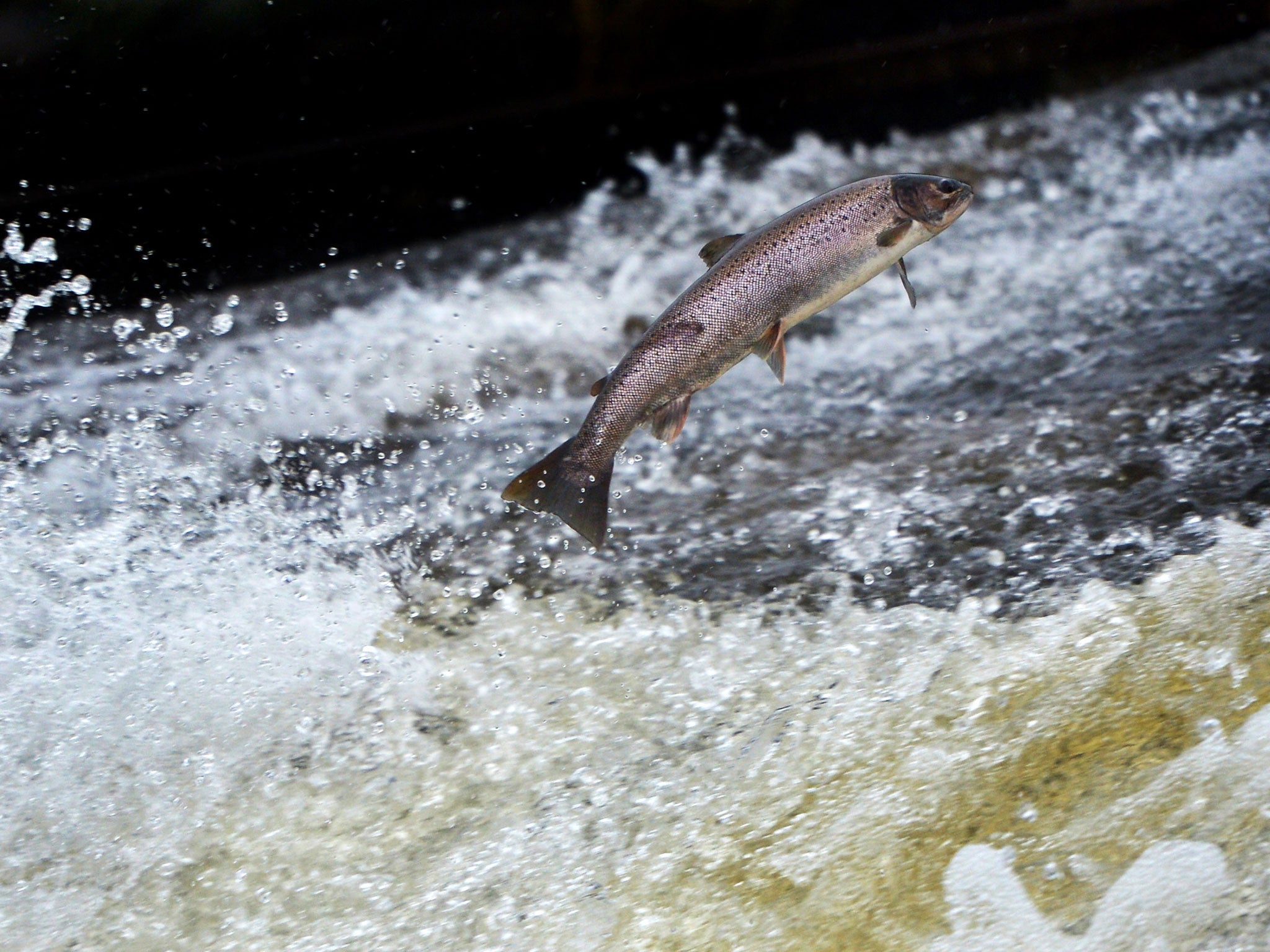 More than 95 per cent of salmon in the world are now farmed, according to researchers