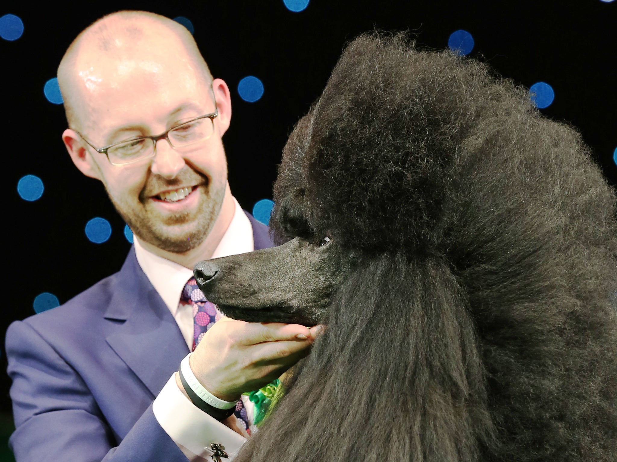 Jason Lynn with Ricky the Standard Poodle, as they celebrate winning the Best in Show category of Crufts during the final day at Crufts Dog Show on 9 March 2014 in Birmingham, England