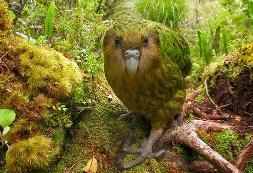 A ground-dwelling, nocturnal and thoroughly rotund kakapo