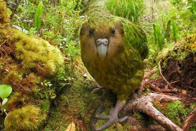 <p>The kakapo parrot </p>