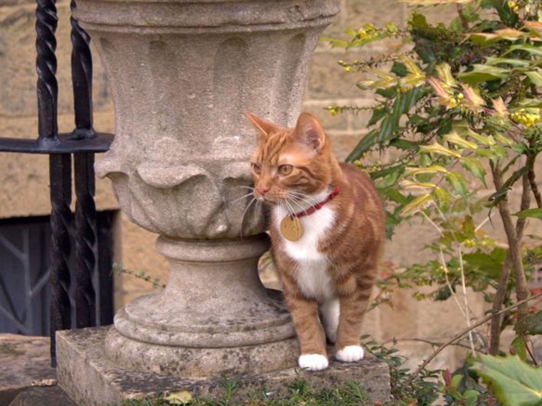 Jock VI, the new kitten who has taken up residence at Sir Winston Churchill's former country home to honour a request made by the ex-prime minister and his family.