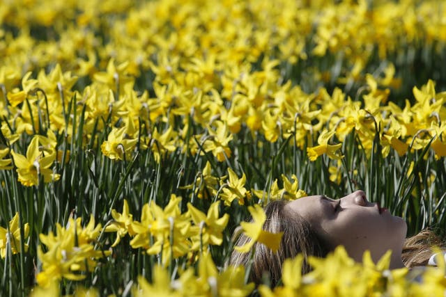 A woman rests among spring daffodils in the sun as the weather warms in London
