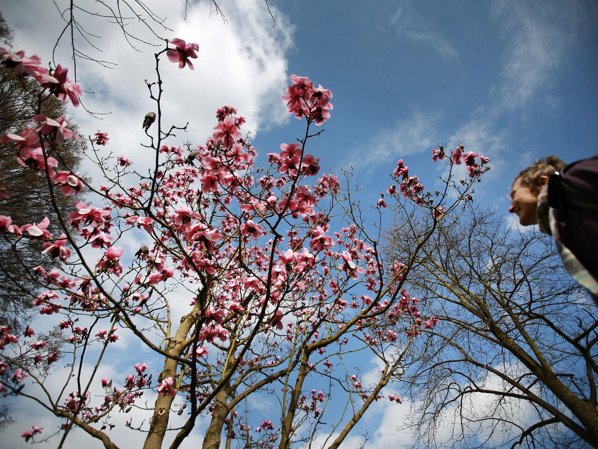 A visitor to The Royal Botanical Gardens, Kew looks up at the blossom of a Magnolia tree