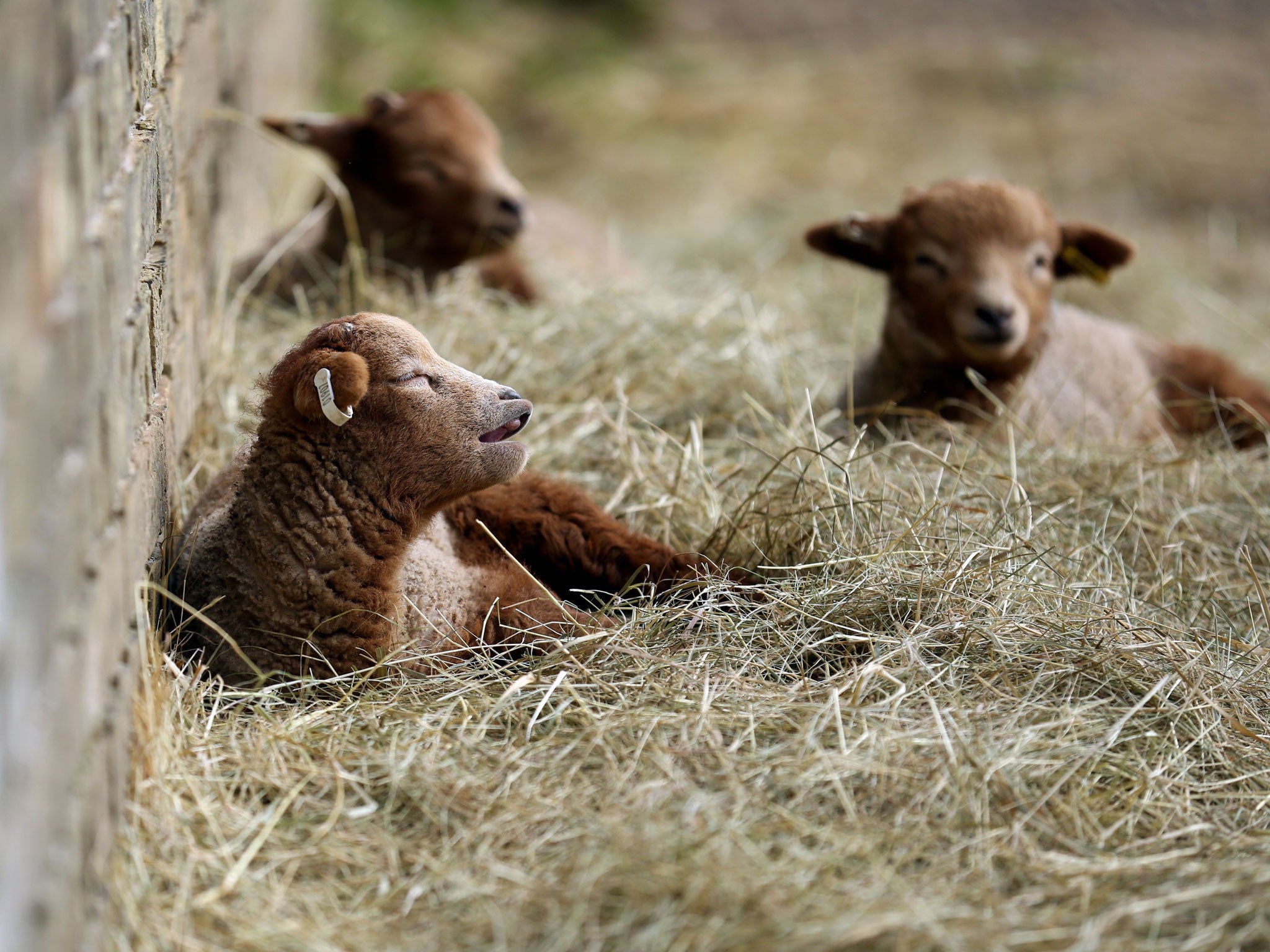 Rare breed newborn Portland lambs soak up the early spring sunshine at Wimpole Hall farm in Cambridgeshire