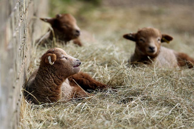 Rare breed newborn Portland lambs soak up the early spring sunshine at  Wimpole Hall farm in Cambridgeshire