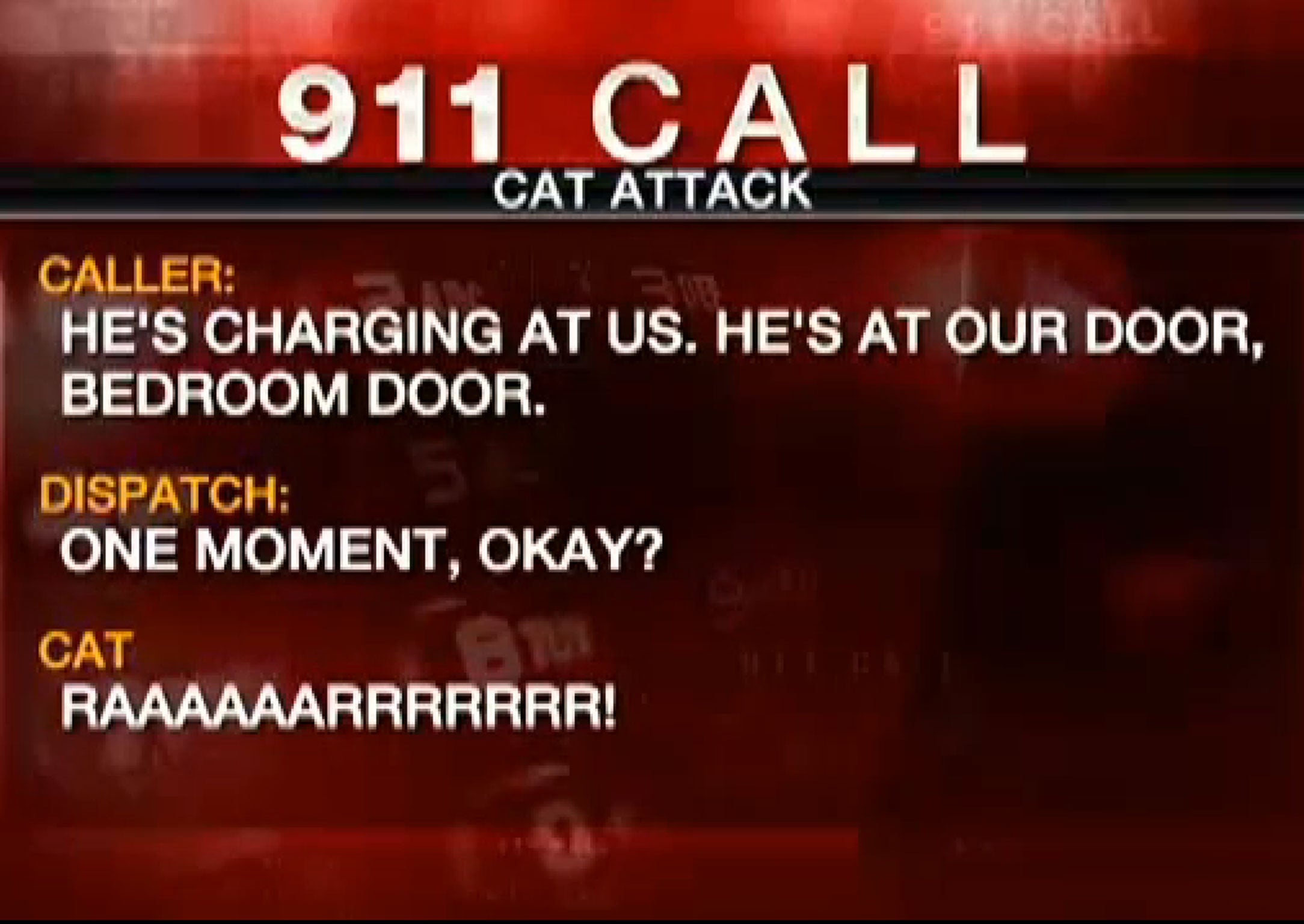 The 911 call - quoting the cat.
