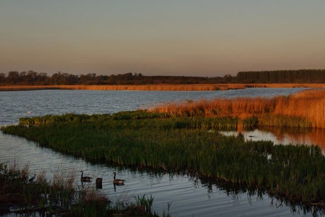 Ripple effect: Minsmere nature reserve 