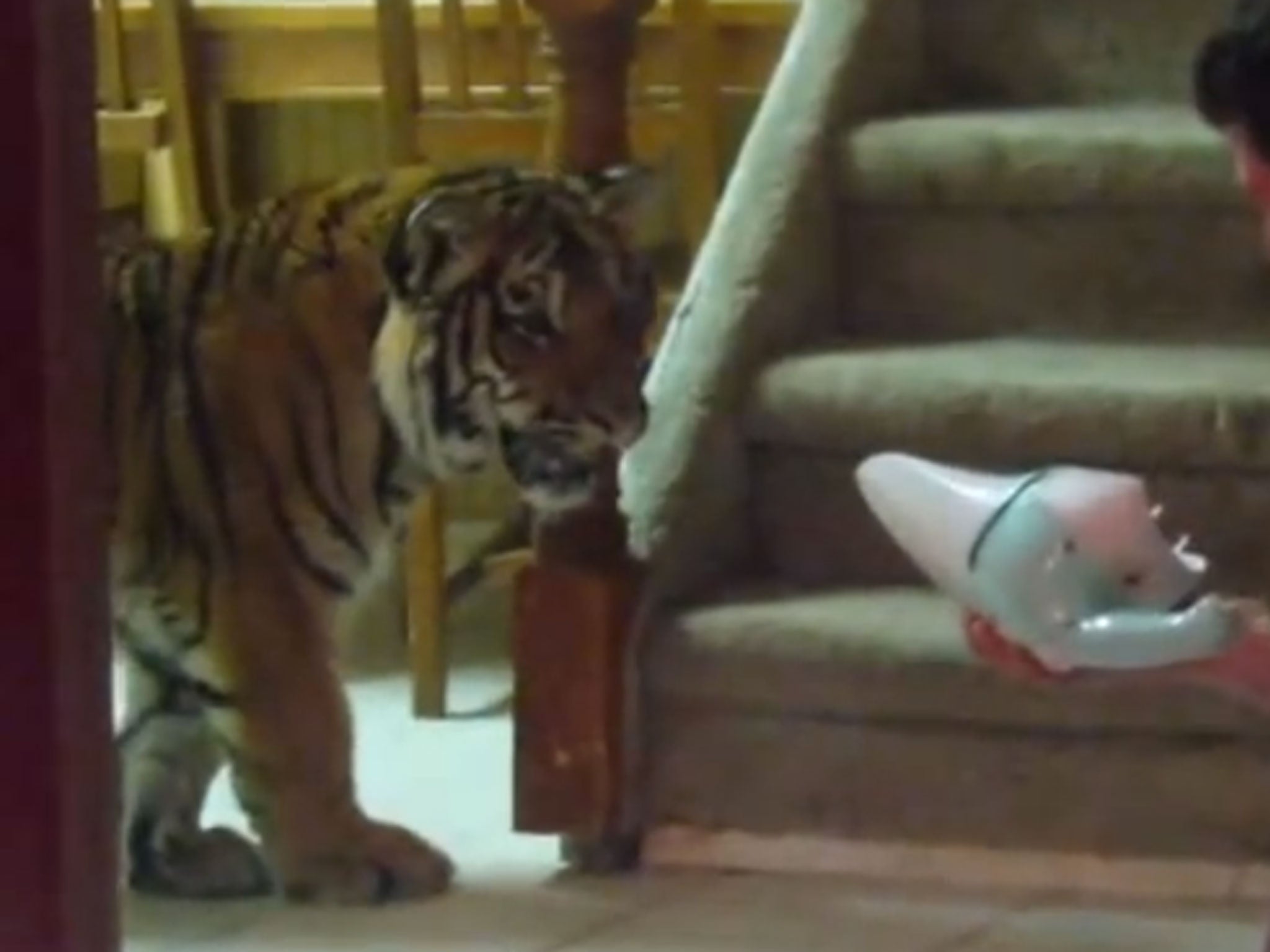 Home videos showed the extraordinary upbringing of Jonas the tiger - in this case facing up to a particularly scary dustbuster