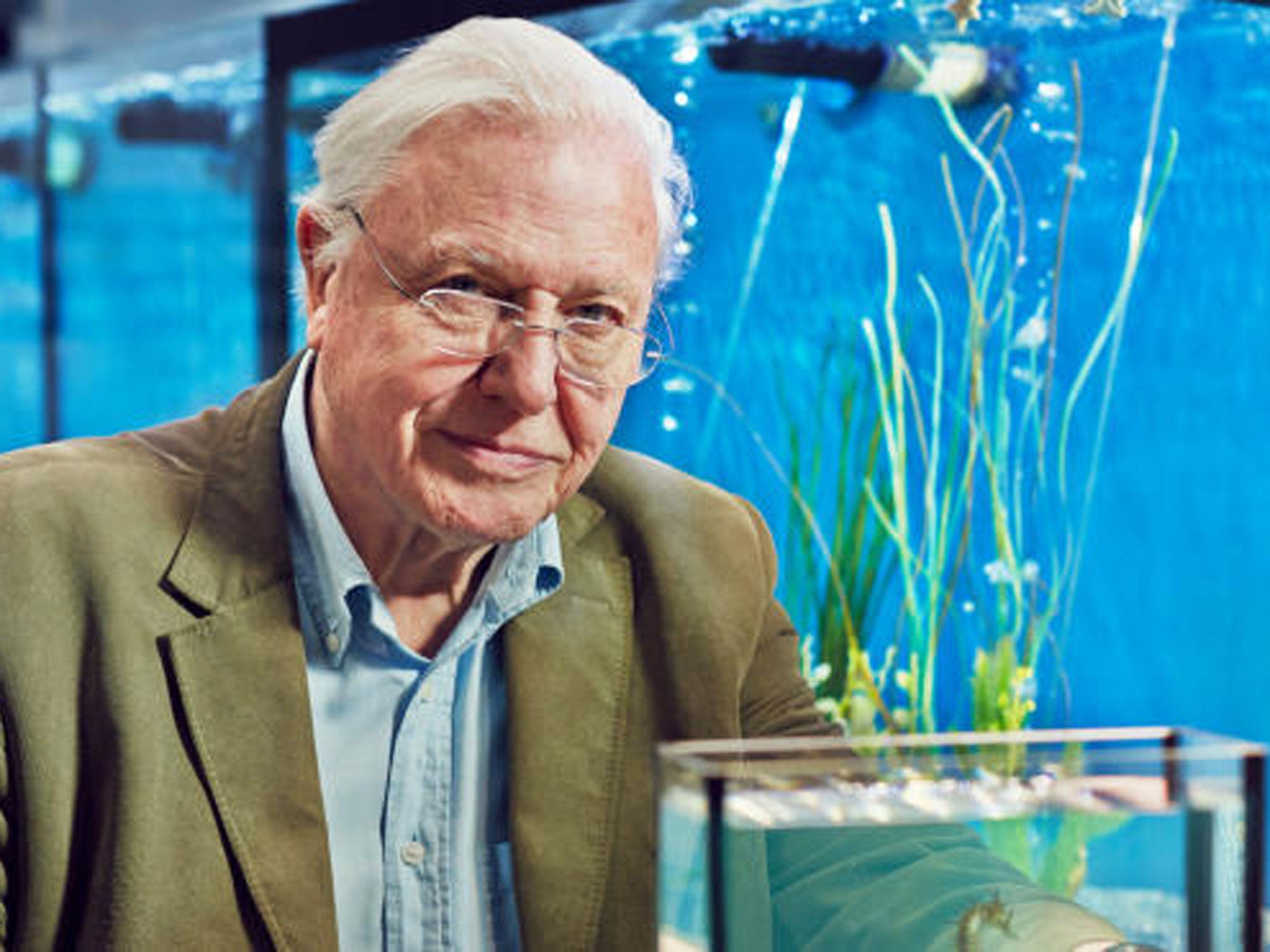 David Attenborough's Natural Curiosities: our interest is piqued and satisfied within one bite-sized half-hour episode