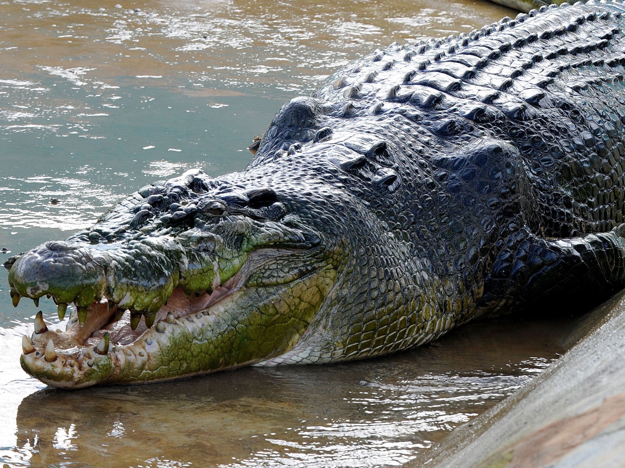 A crocodile in the Philippines.