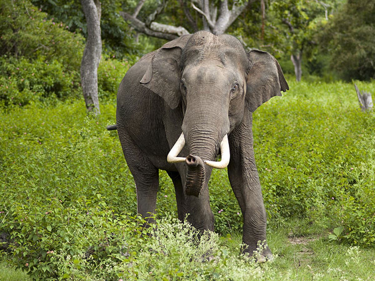 Rampaging Elephant Smashes Up House But Then Saves Crying Baby Trapped Under Debris The Independent The Independent