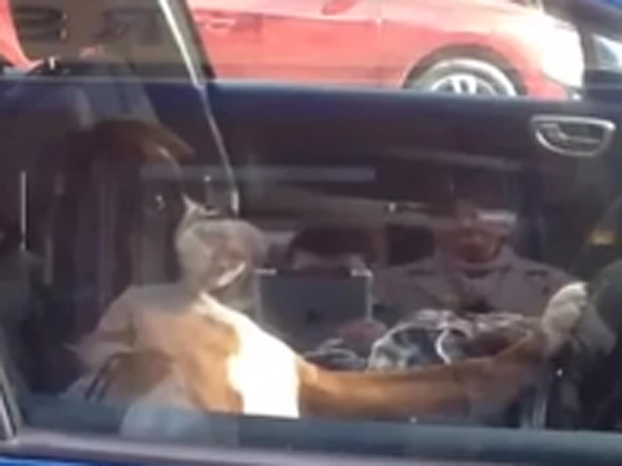 The dog keeps a paw on the horn after its owner takes too long to return to the car