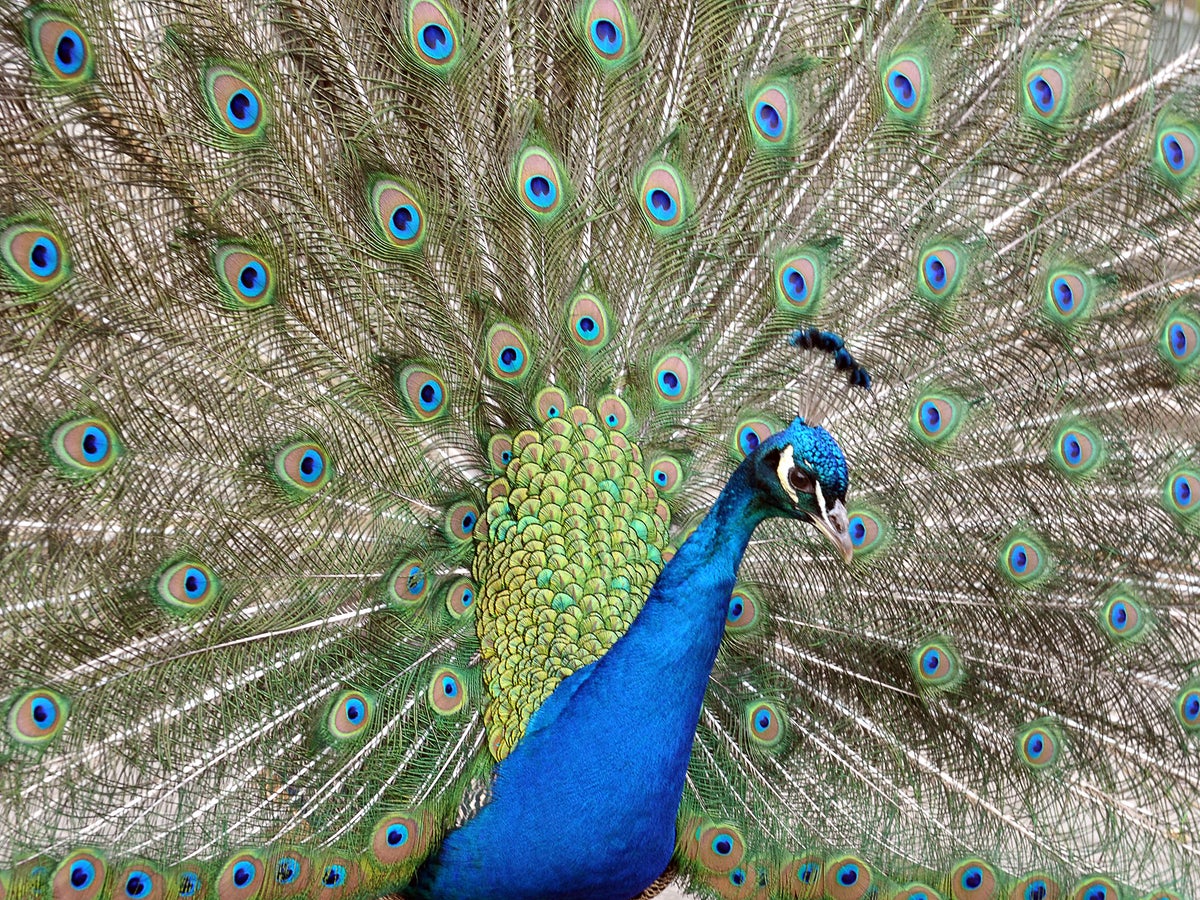 peacocks mating