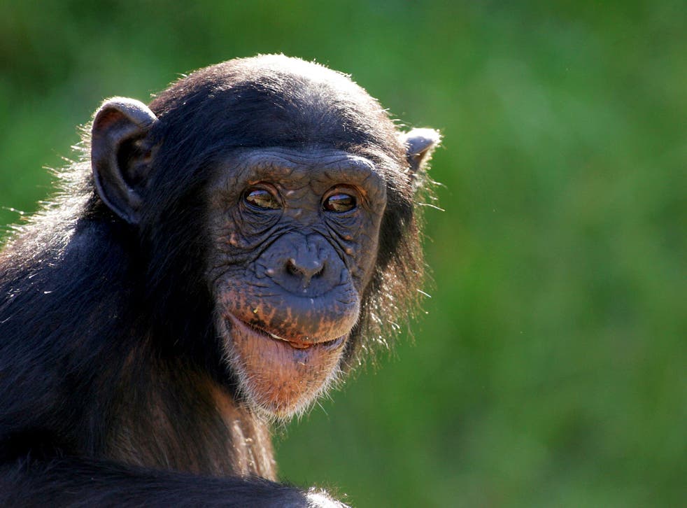 A young chimpanzee looks in to the distance. 