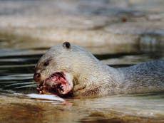 Otter launches 'bloody' attack on restaurant, leaves owner 'terrified' 
