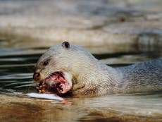 Otter Family Attack Two Teenage Boys Swimming In California Lake The Independent The Independent