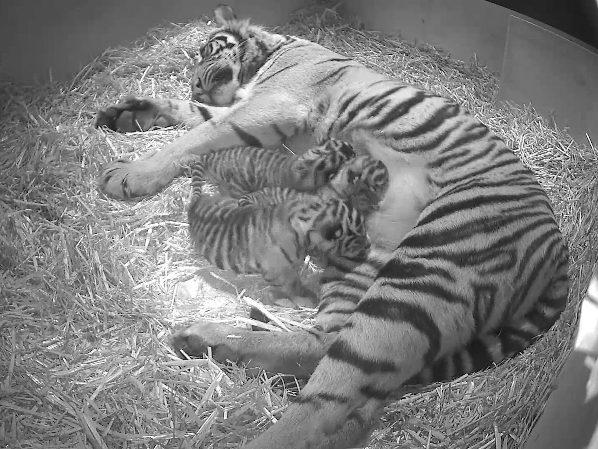 Three of the world’s rarest tigers have been born at ZSL London Zoo, with zookeepers capturing their first moments on hidden cameras when mum Melati feeds her cubs