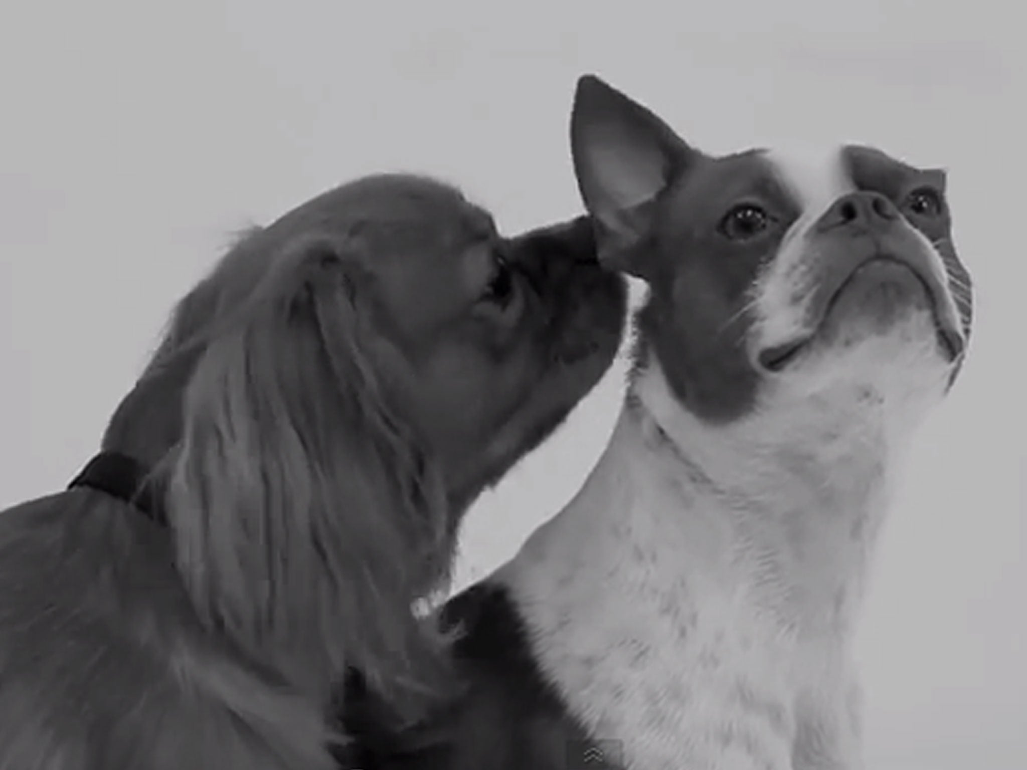 Two dogs meet for the first time in 'First Sniff', a video parody of 'First Kiss'