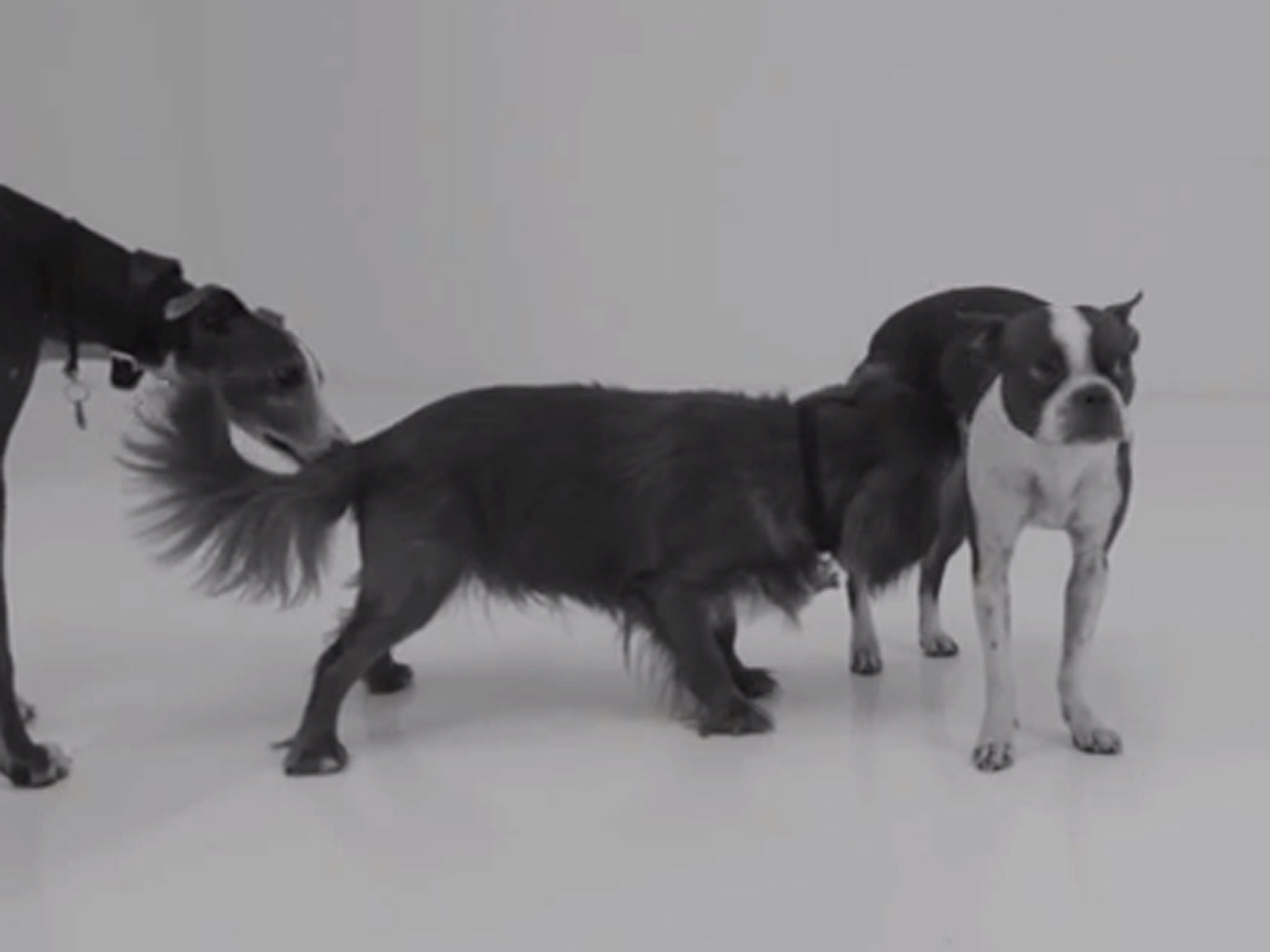 Dogs show their affections in 'First Sniff'