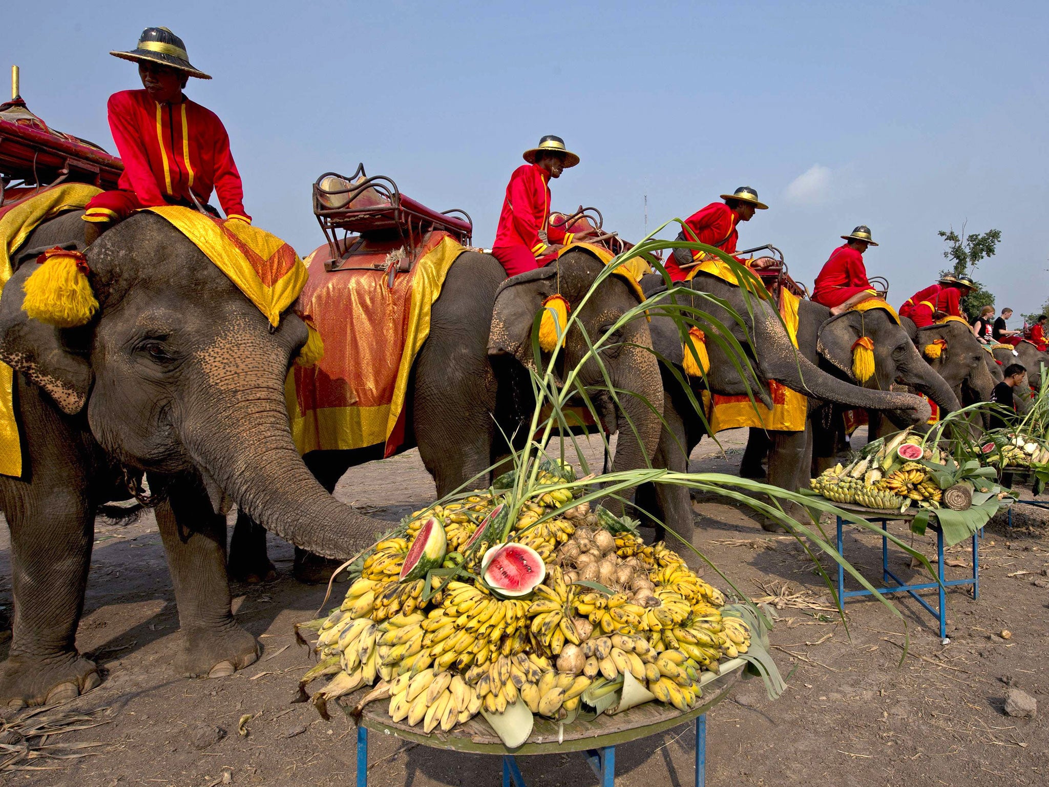 Elephants eat platters of fruit during the elephant banquet to mark 'National Elephant Day' in Ayutthaya province. National Elephant Day aims to raise public awareness about elephant conservation as the latest elephant census shows Thailand's pachyderm po