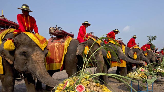 National Elephant Day in Thailand | The Independent | The Independent