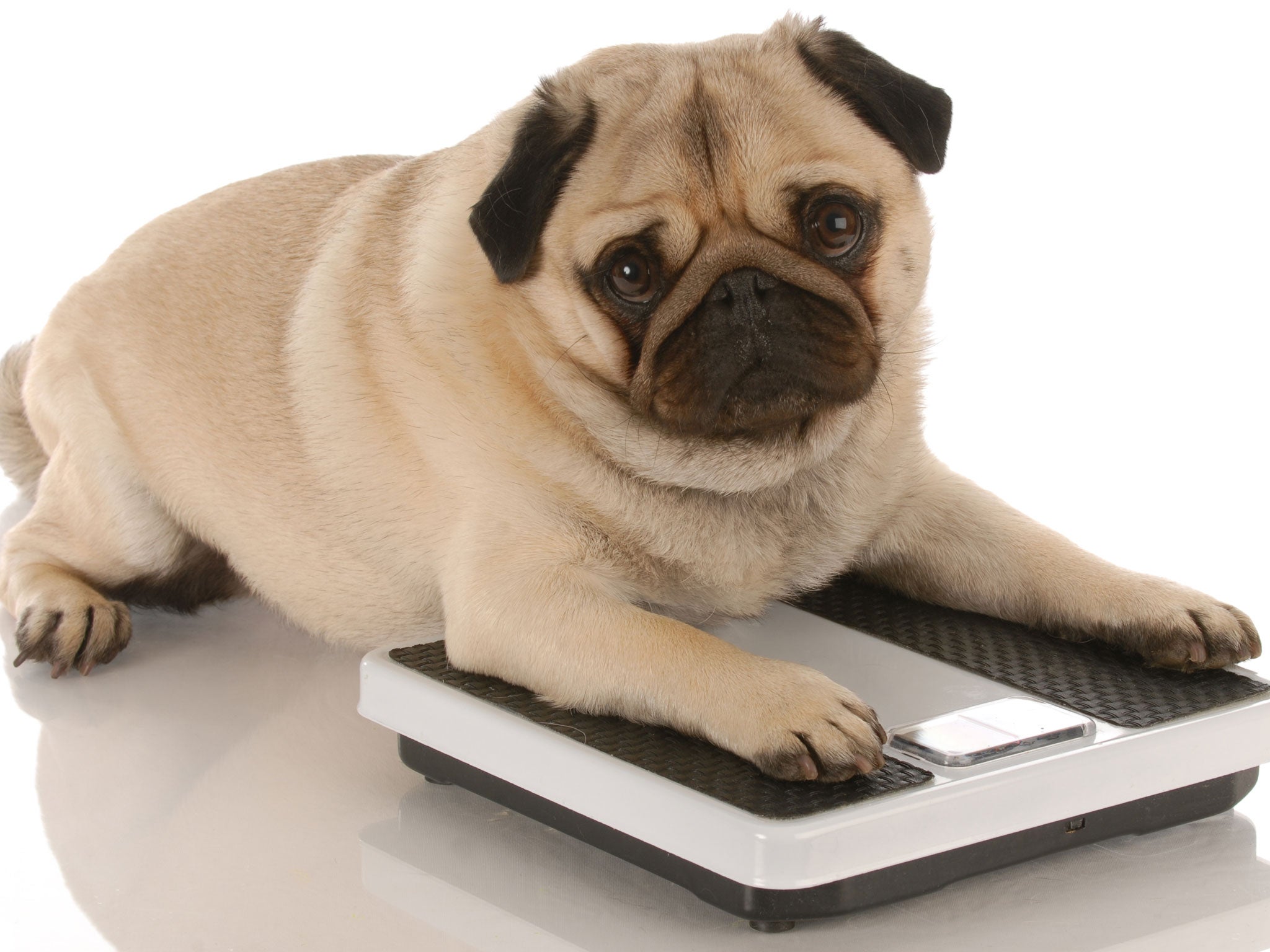 Overfeeding was identified as the key cause of obesity among Britain's pets